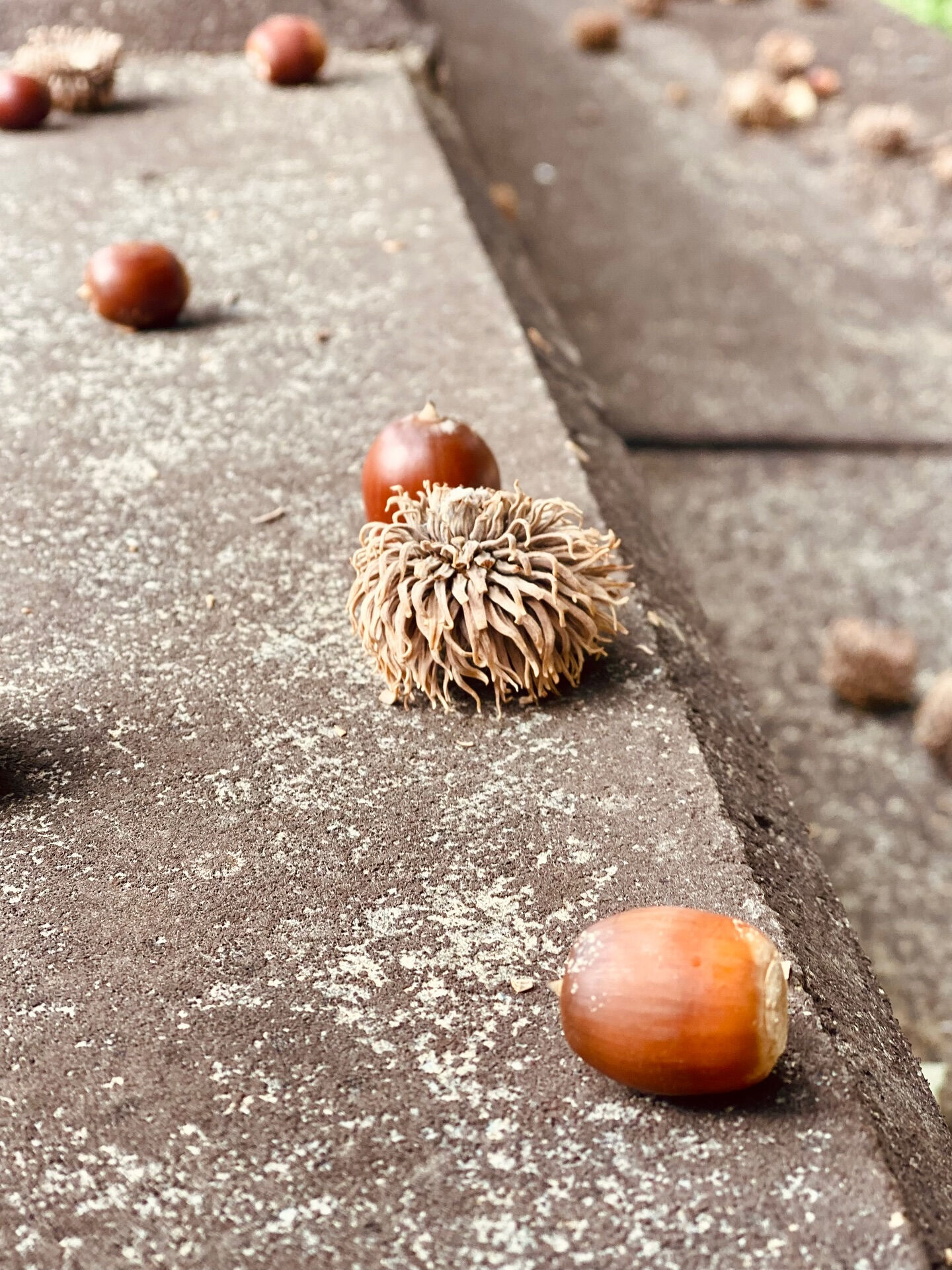 朝の空気が少しずつ秋めいてきました🍂