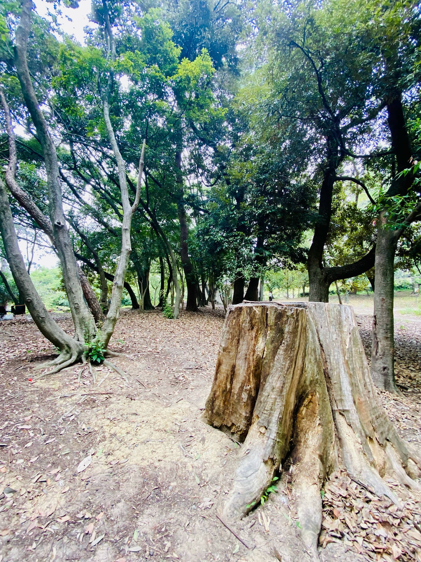 🌳バーベキュー日和🍖