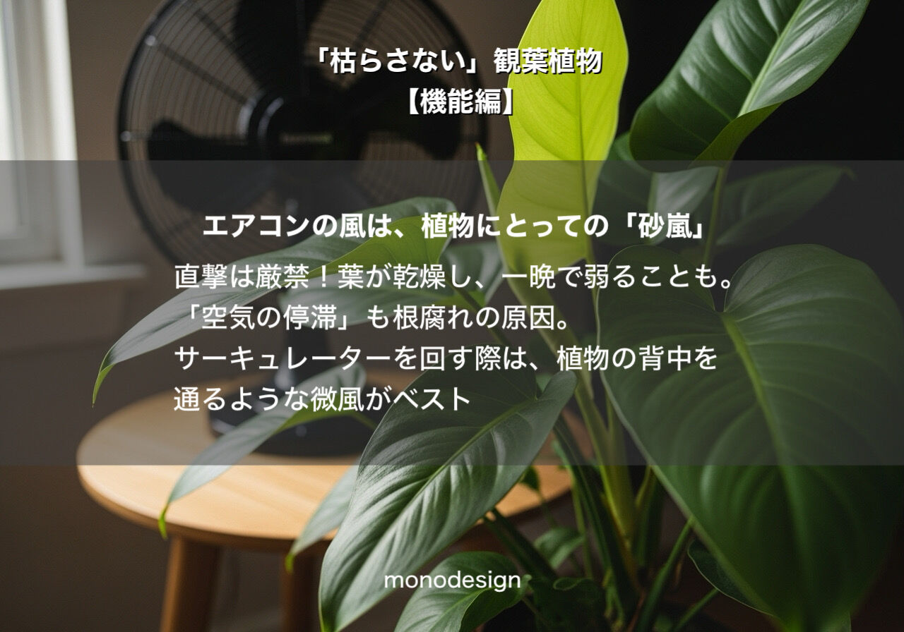 観葉植物【機能編】「光と風の動線」で決まる、枯らさない配置の科学